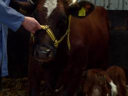 Bijzondere bevalling in Haren vier kalfjes geboren