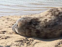 Zeehond in Thoolse wateren