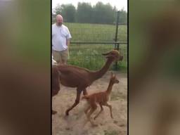 Pasgeboren alpaca in Tilburg voor het eerst naar buiten