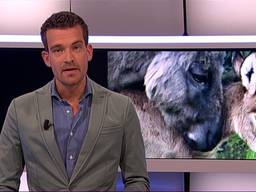 Mini-ezeltje Clinton geboren bij ezelstal Hoeve Noordhoek in Oud Gastel