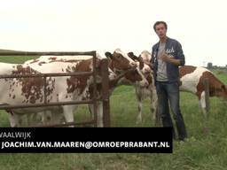 Koeien in paniek en boer boos door landende luchtballon in Waalwijk