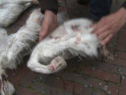 Eigenaar doodgeschoten nandoes looft beloning uit