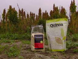 Quinoa, een exotisch zaad wordt nu ook geoogst in Oudemolen