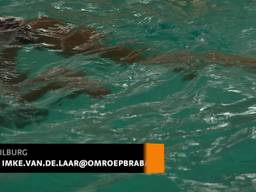 Mitchell van den Dries (16) redt jongetje van verdrinkingsdood in zwembad Stappegoor Tilburg