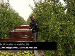 Brabantse fruittelers dreigen te blijven zitten met grote overschotten