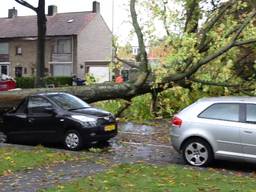 Dag na de storm worden zwakke bomen gecontroleerd en omgezaagd