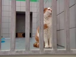 Dierenopvang Eindhoven zit tjokvol: baasjes gezocht voor katten