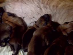 18 puppy`s voor herder Tika