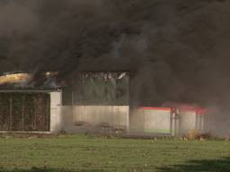 Brand verwoest loods varkensbedrijf Oirschot