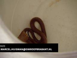 Eigenaar ontsnapte slang Made mag twee jaar geen gifslangen meer houden