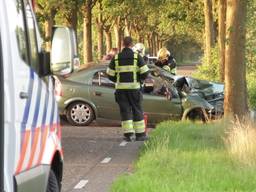 Steeds meer aanrijdingen met wild in Brabant