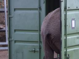 Vier Afrikaanse olifanten gearriveerd in Beekse Bergen