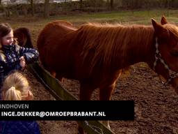 Populaire pony's gered door handtekeningenactie van buurtbewoners