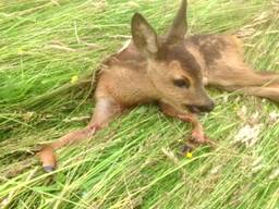 Ieder jaar tientallen dieren in Brabant aangereden door maaimachines