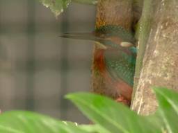 IJsvogelkuikens uit ei in BestZoo