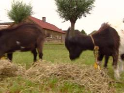 Zoektocht naar de Nederlandse landgeit in Gemert