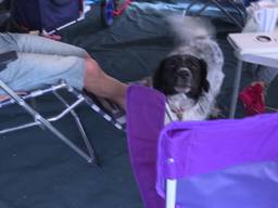 Hondenweer: houden ze op de camping de moed er nog in?