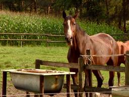 Paardenbeul Ulvenhout zou ook landelijk actief zijn