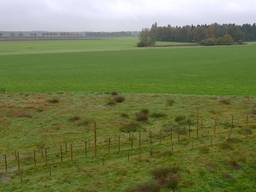 2000 volt: met krokussen stilstaan stil bij dodendraad van 100 jaar geleden