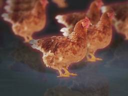 Minder resistente bacteriën kippenvlees