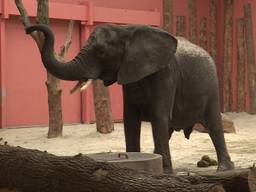 Safaripark Beekse Bergen verwacht binnenkort geboorte van eerste Afrikaanse olifant  in de Benelux