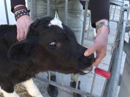 Volgens melkveehoudster Miranda Snepvangers uit Bergen op Zoom zijn koeien niet te vergelijken met mensen
