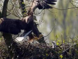 Liefdesdrama met een vechtscheiding in het luchtruim van de Biesbosch