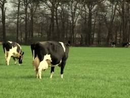 Brabantse koeien komen het minst buiten