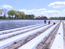 Windhoos zorgt voor ravage bij aardbeienteler in Rijsbergen