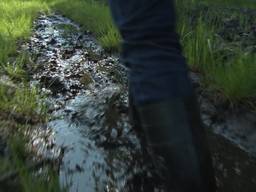 Rijst uit de polder in Oudenbosch, een primeur in Nederland