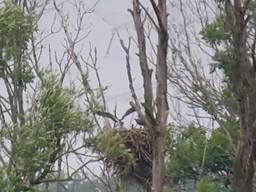 Bewijs: de visarend in de Biesbosch heeft jongen