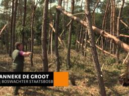 Staatsbosbeheer begint met opruimen omgewaaide bomen op Strabrechtse Heide