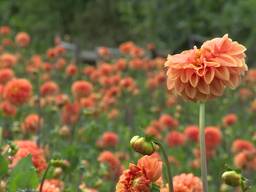 Bloemencorso Zundert zoekt nog heel veel bloemen voor het corso