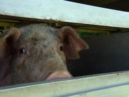 Opnieuw varkenstransporteurs in de fout bij slachterij VION in Boxtel