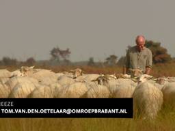 Schaapherder in de knel: crowdfunding om heide te behouden