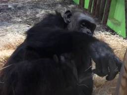 Dierentuin zoekt naam voor pasgeboren chimpansee