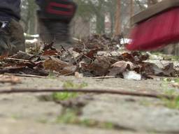 Pauw met ijsballen doodgegooid op kinderboerderij in Den Bosch