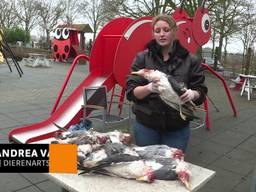 Verbijstering over doodschieten meeuwen in dierenpark Volkel: 'Wie doet zoiets?'