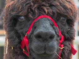 De mooiste alpaca’s met de beste wol brengen met gemak tachtigduizend euro op