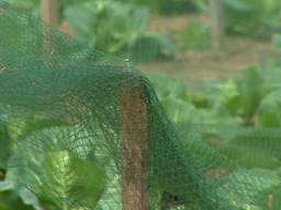 Schoffelen als therapie op de moestuin het werkt is goedkoop en rustgevend