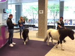 Tilburger protesteert met pony's in gemeentehuis Tilburg  tegen sloop ponystal