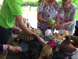 Knuffelen met dieren