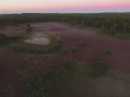 De betoverende heide van het Leenderbos [Dronebeelden van Marijn Heuts]