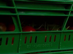 Tomatenkweker baalt van diefstal kratten: 'Een ander heeft er af te blijven'