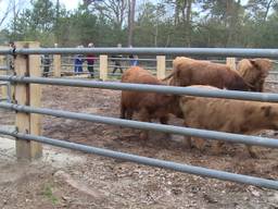 Vrijgelaten Schotse Hooglanders in Nijnsel zullen nooit niet in het bos verhongeren