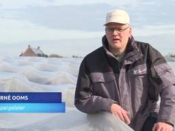 Aspergeboeren vinden de bezwaren van GroenLinks tegen landbouwplastic overdreven