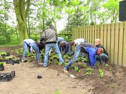 Groen, groener, groenst... Het kan Laarbeek niet groen genoeg zijn en daarom nu speciale wedstrijd