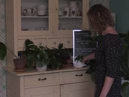 Plantenasiel Eindhoven lapt lelijke en bijna dode planten weer op