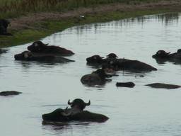 Zomerhitte slaat toe in de Biesbosch mensen denken nijlpaarden te zien in het water