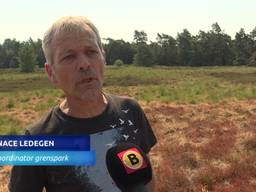 Droogte zorgt voor afstervende natuur in Kalmthoutse Heide